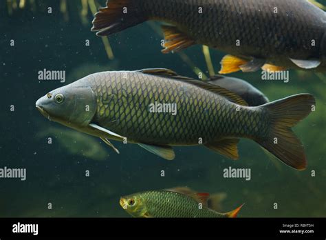 Eurasian carp .
